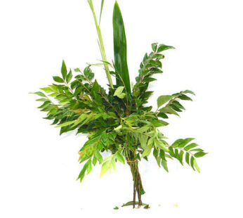 Curry Leaves & Rampa