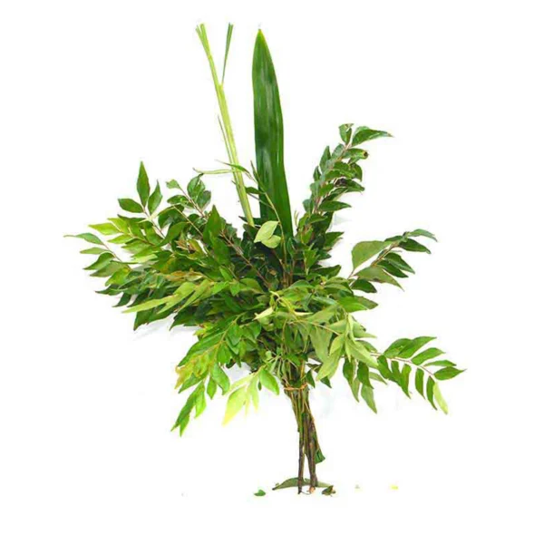 Curry Leaves & Rampa