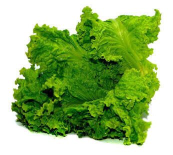 Lettuce | Salaadhu Kola
